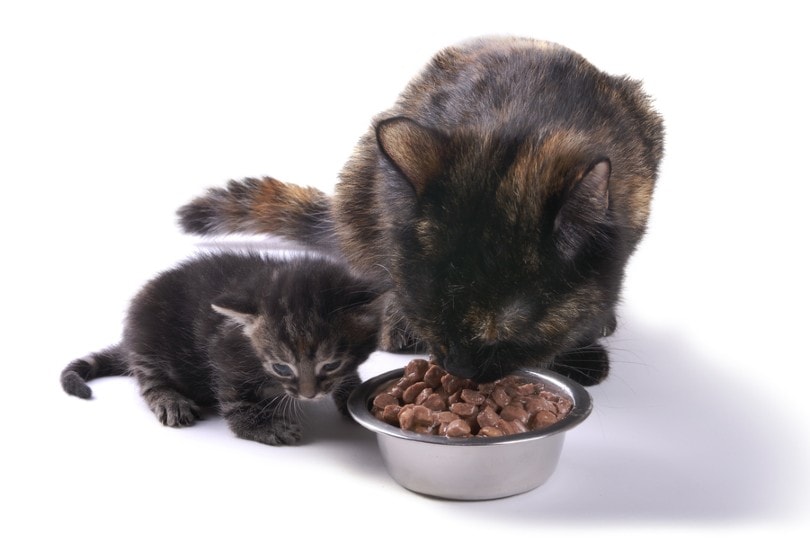 nursing mother cat eating with her kitten by her side