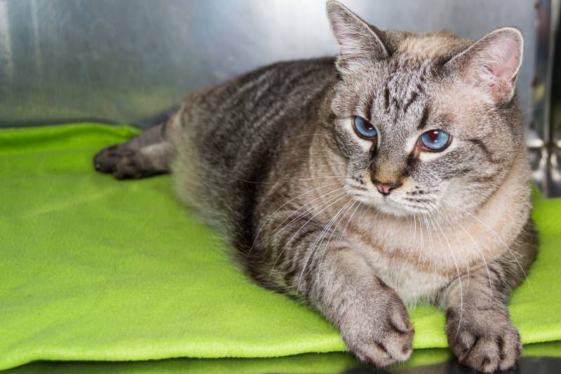 obese cat at the veterinary clinic in the metallic cage