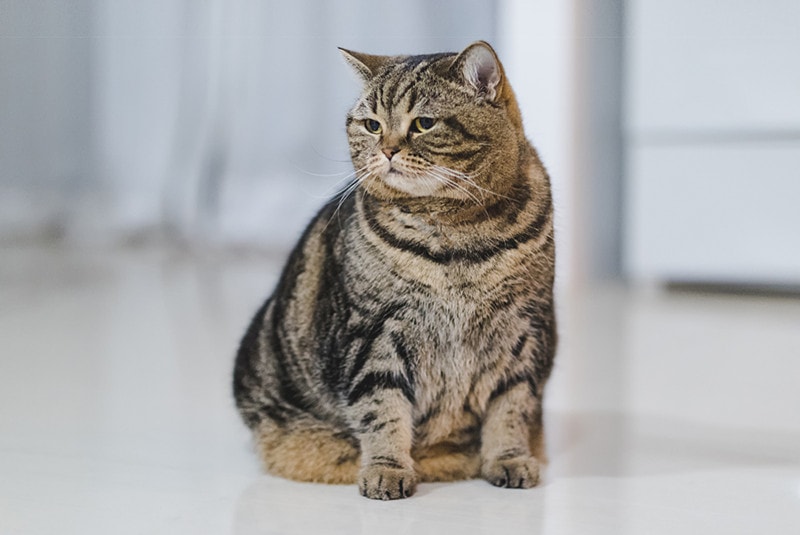 obese cat sitting on the floor