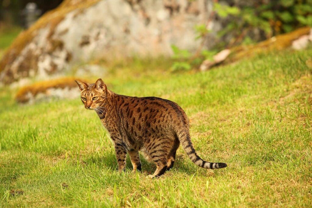 ocicat outdoors