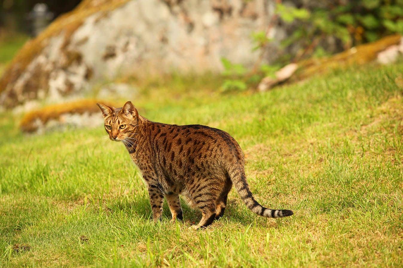 ocicat outdoors