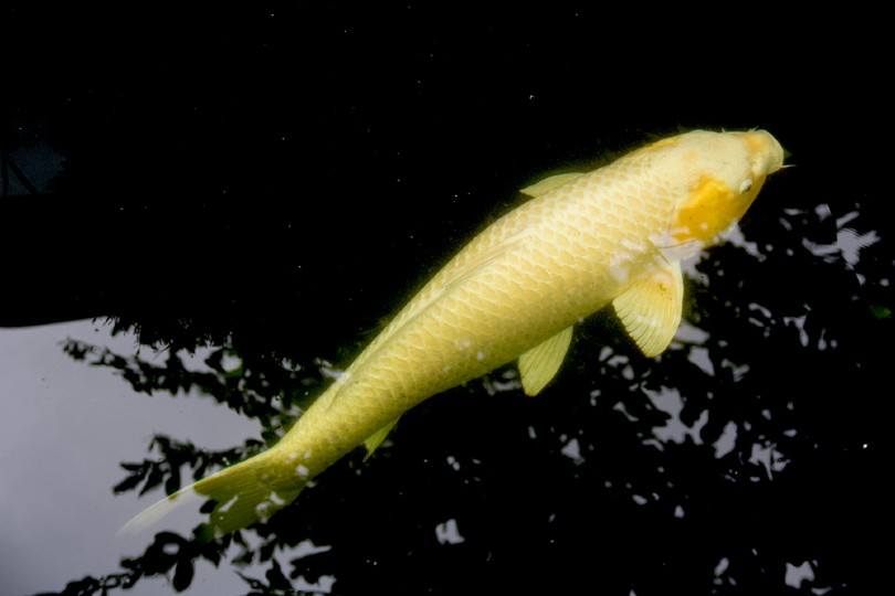 ogon koi