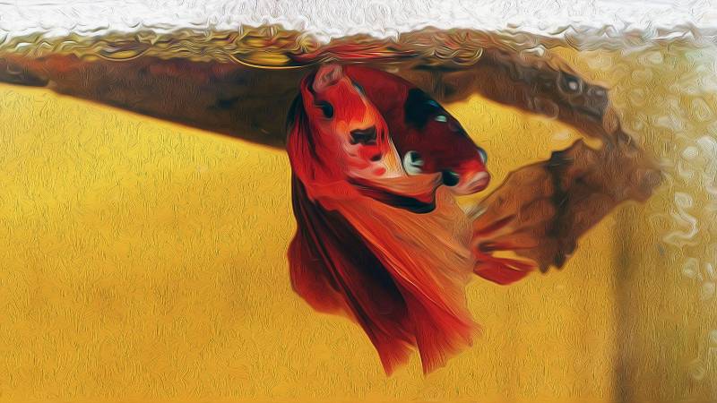 oil paint breeding of betta fish