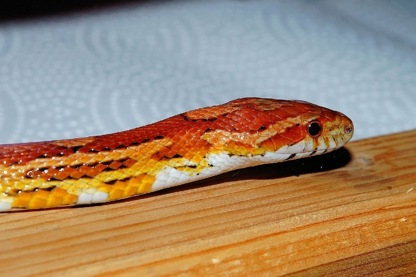 okeetee corn snake on wood