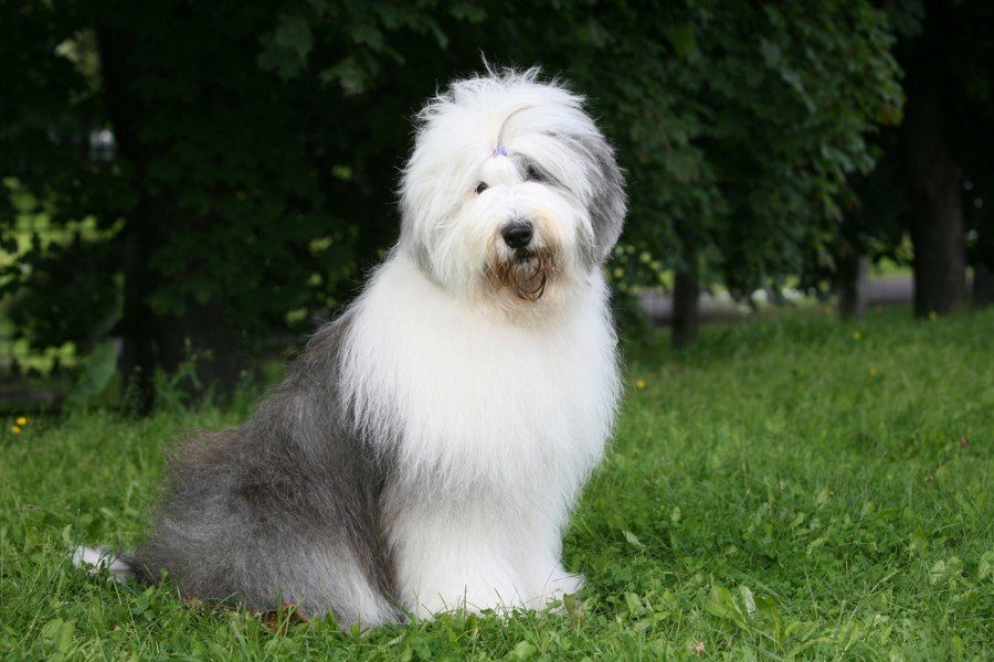 Old english sheepdog