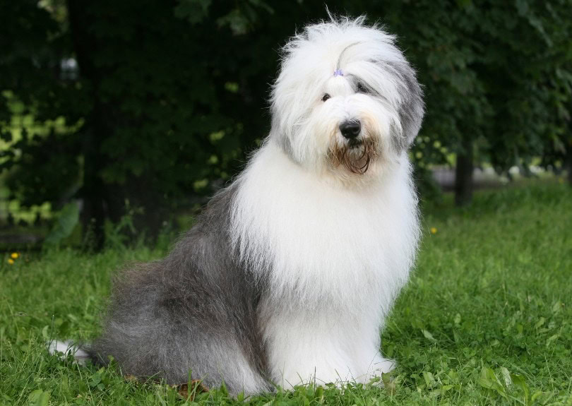 old english sheepdog bobtail