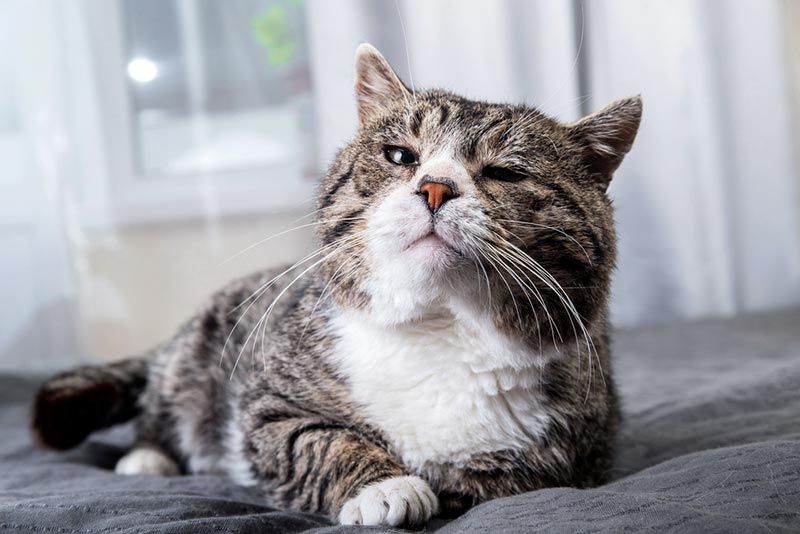 old gray tabby cat lying on bed