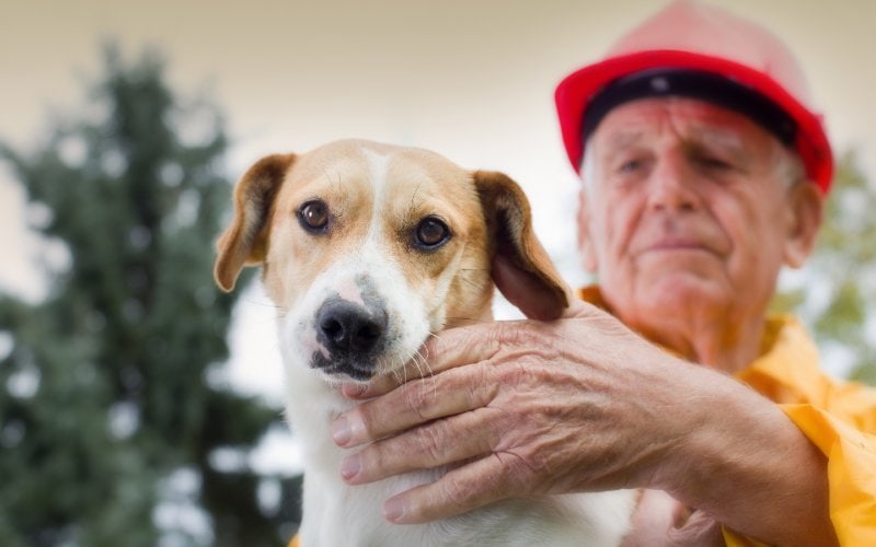 old man rescuing lost dog