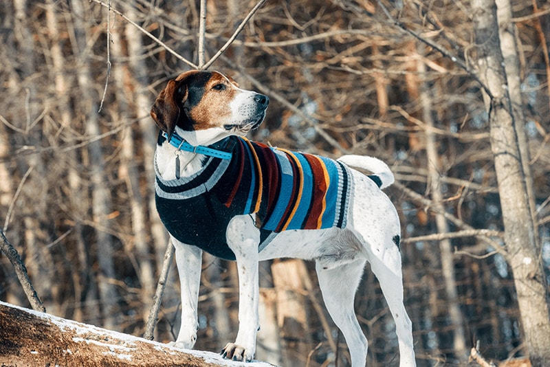 old Treeing Walker Coonhound dog wearing sweater during winter