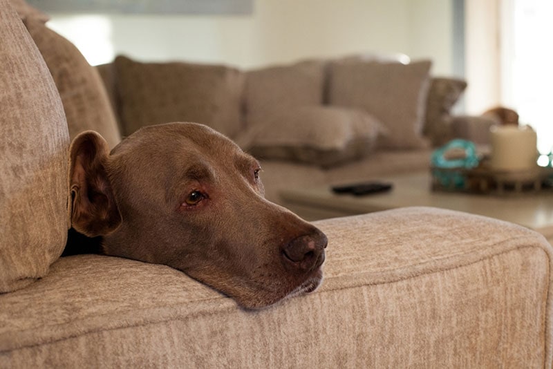 old weimaraner dog looking bored