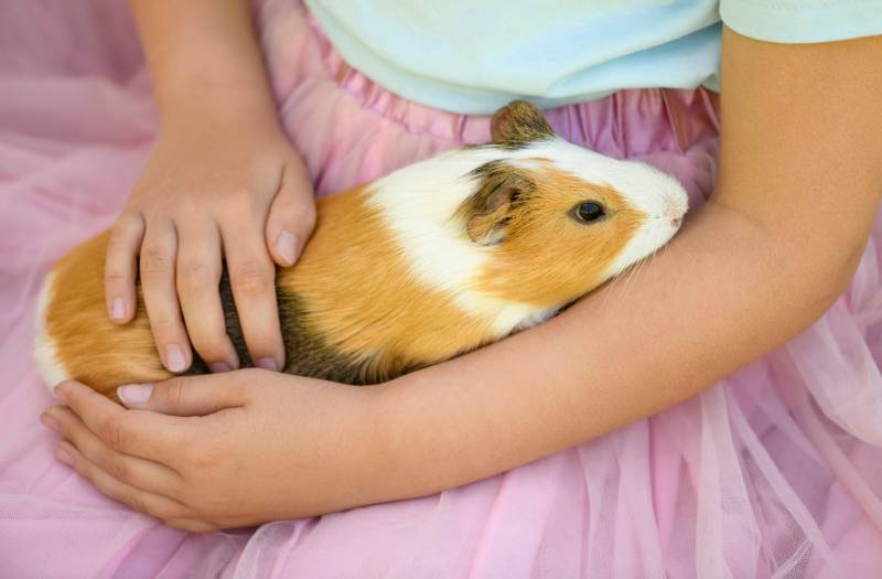 one guinea pig in the hands of a caucasian female child