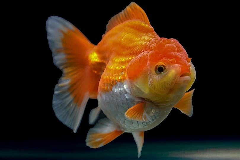 oranda goldfish