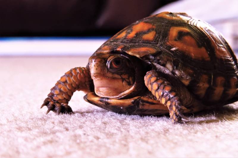 orange and brown box turtle on cream colored carpet indoors
