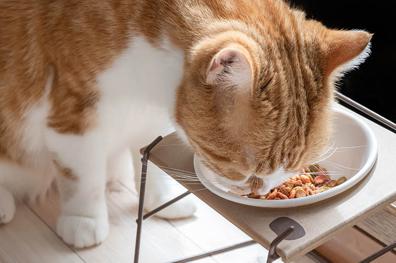 orange and white cat eating on an elevated feeder