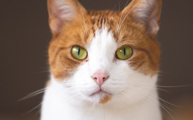 orange and white cat