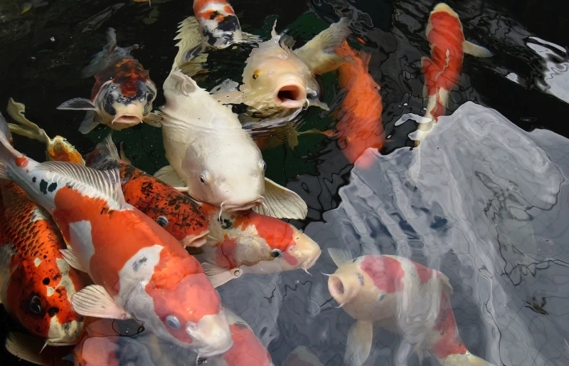orange and white koi fish