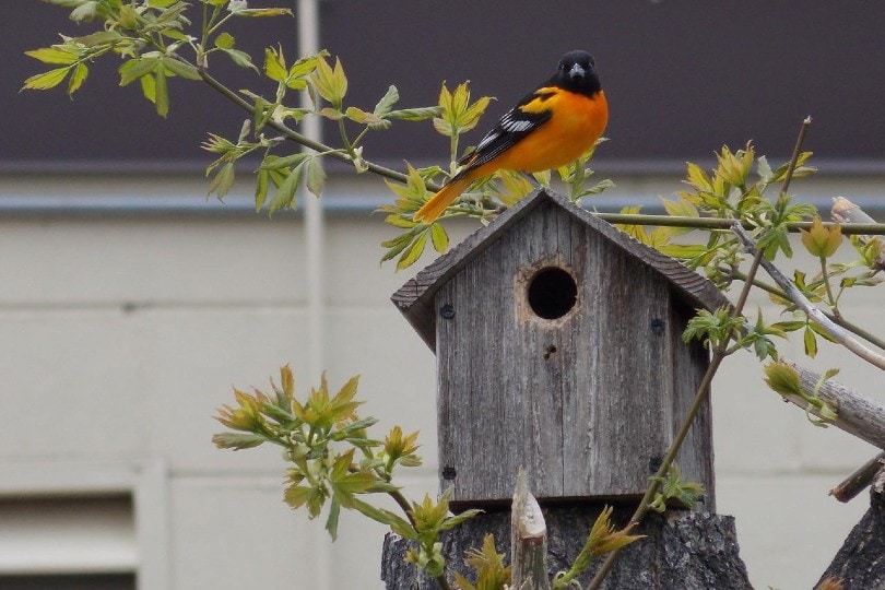 orange bird on top of birdhouse
