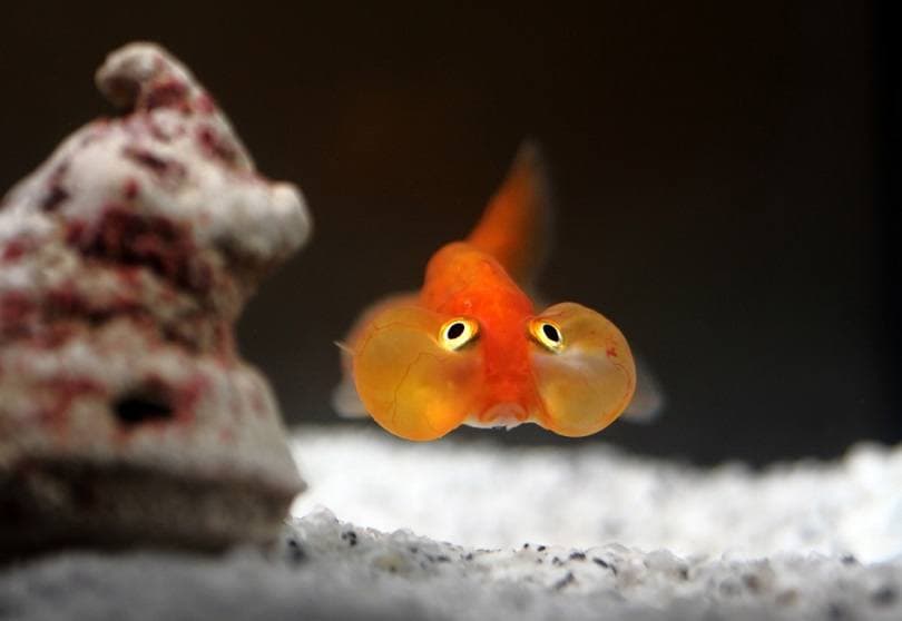 orange bubble eyes goldenfish_gualtiero boffi_shutterstock