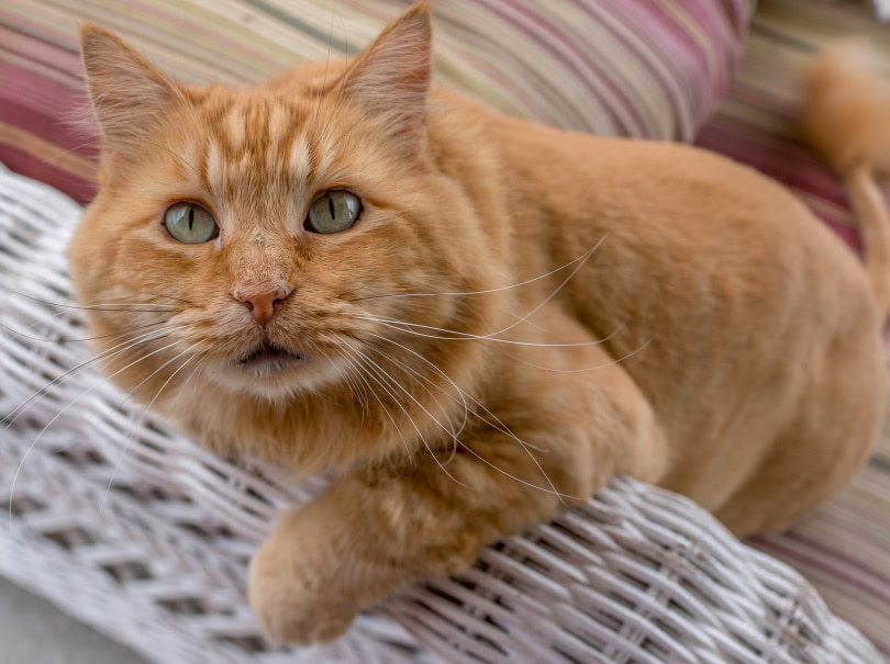 orange cat close up