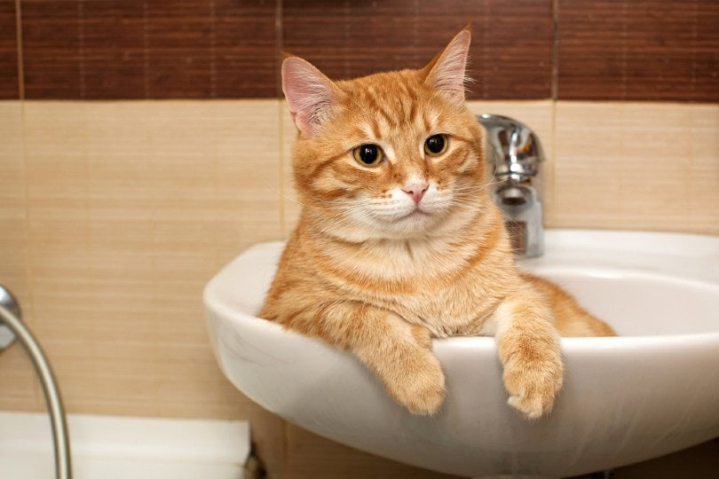 orange cat in sink