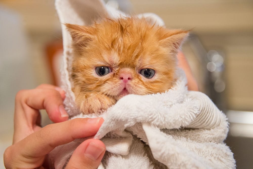 orange cat in towel