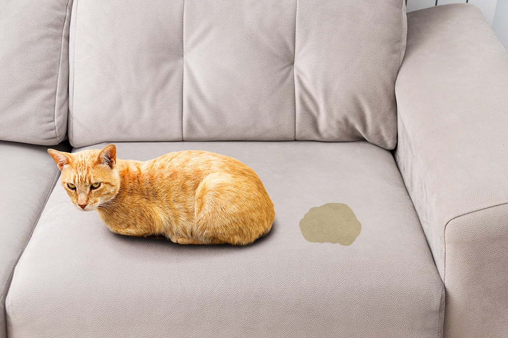 orange cat peed on the leather sofa