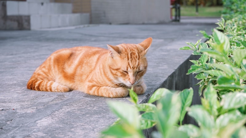 orange cat sleeping in loaf outside