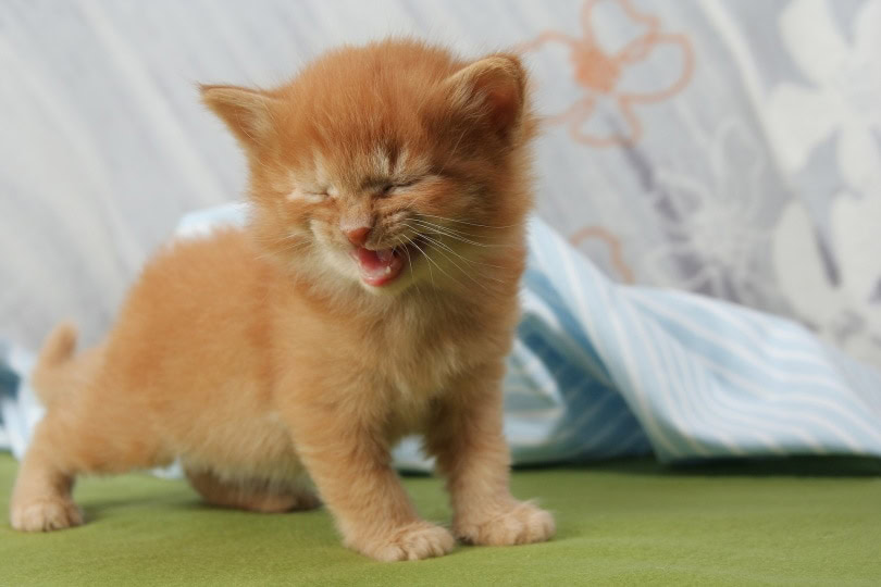 orange kitten_auenleben_Pixabay