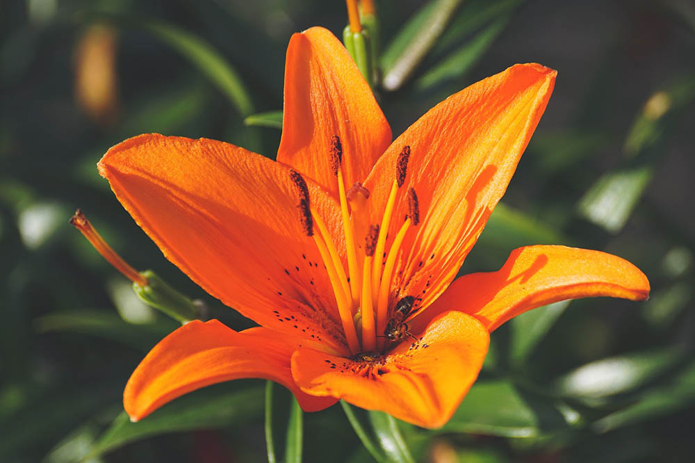 orange lily