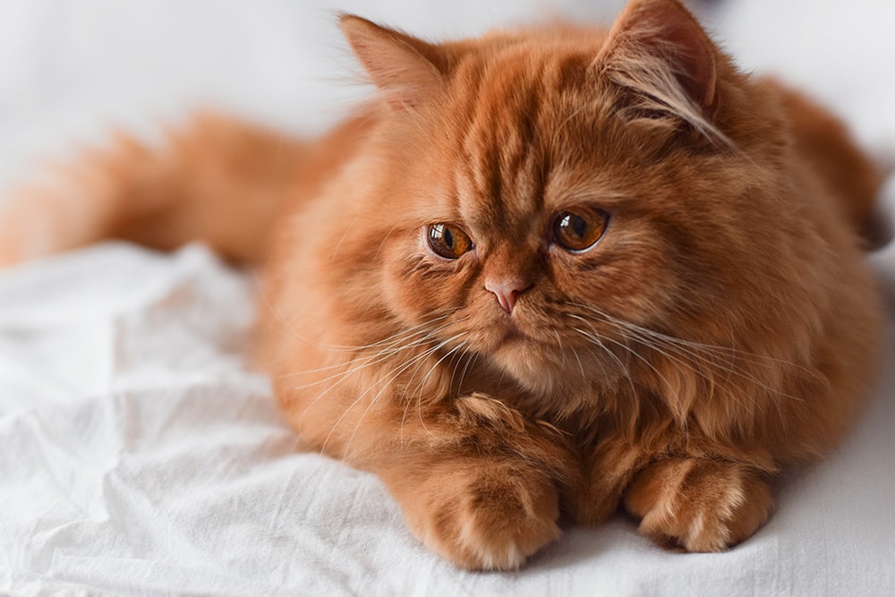 orange persian cat in bed