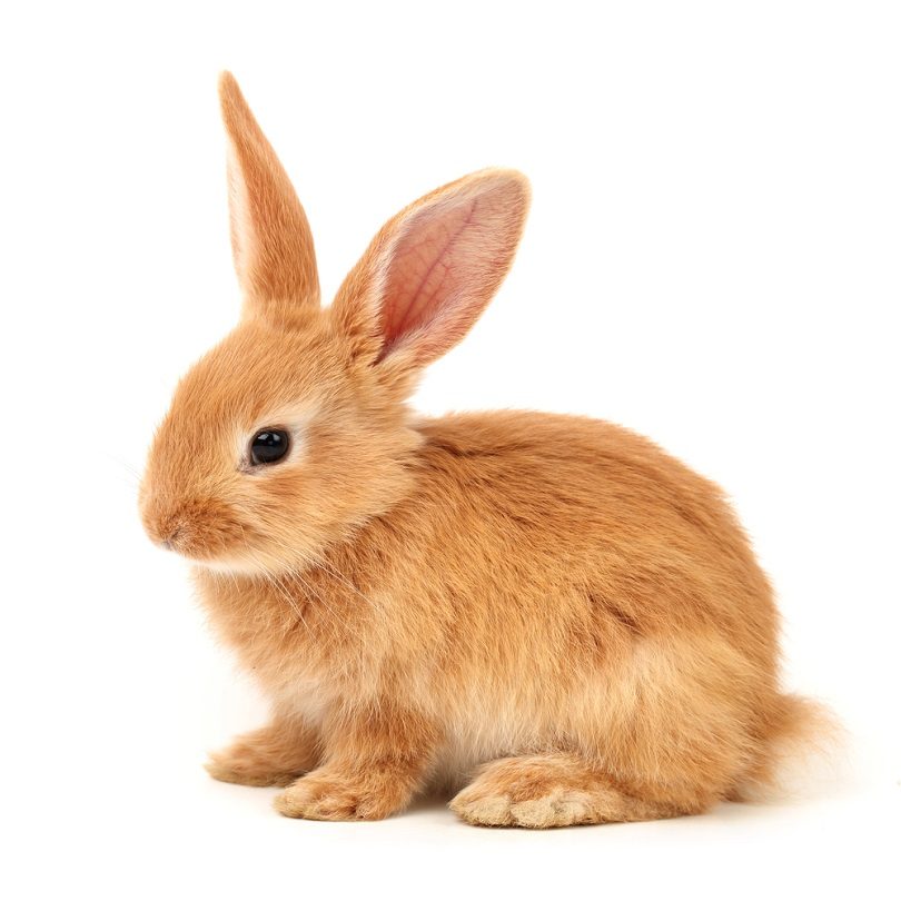 orange rabbit_JIANG HONGYAN_shutterstock