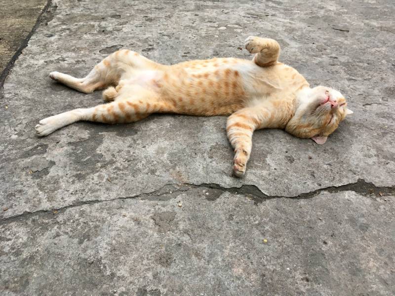 orange striped cat pretending to be dead on the street