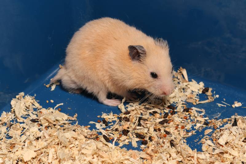 orange syrian hamster pee on blue cage corner
