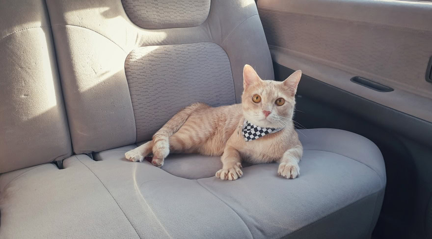 orange tabby cat inside car