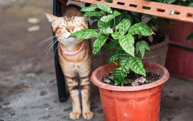 orange tabby cat smelling a plant