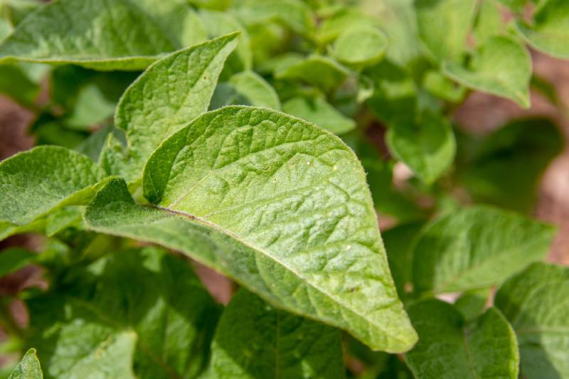 organic potato plant's leaves