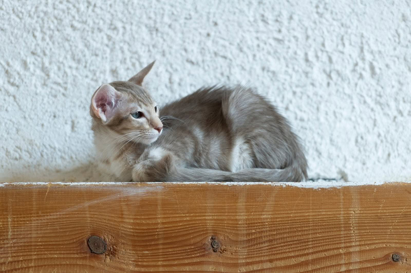 oriental longhair cat