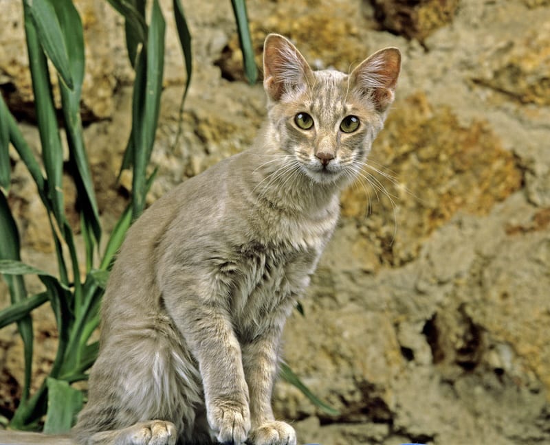 oriental longhair cat