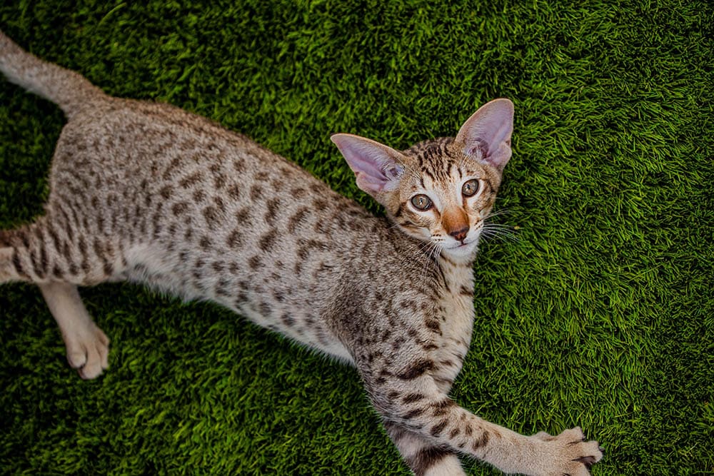oriental shorthair cat breed lying on the grass