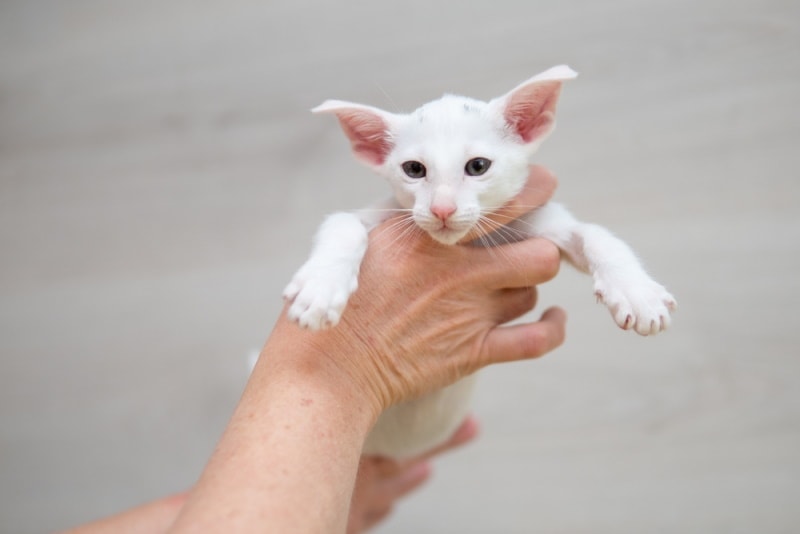 oriental-shorthair-kitten-hold-by-owner_SvetMedvedeva-Shutterstock