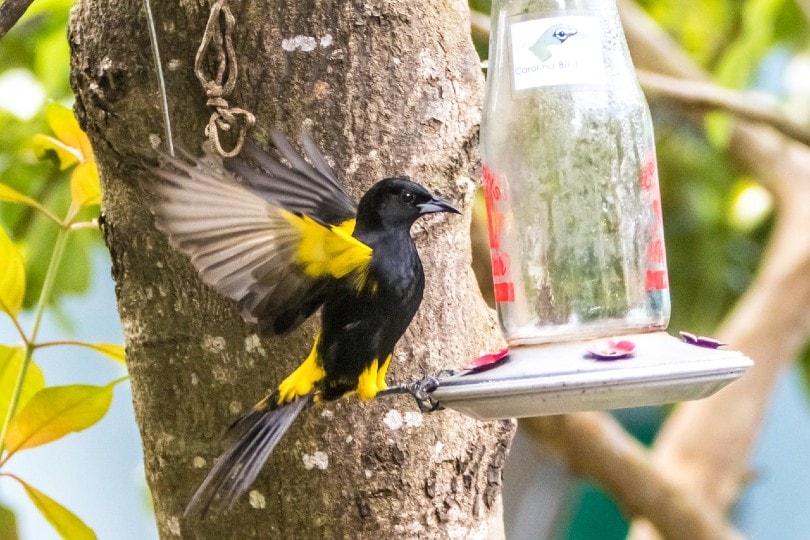 oriole bird on a bird feeder