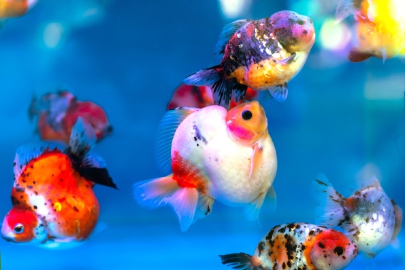 ornamental goldfish mating behaviour