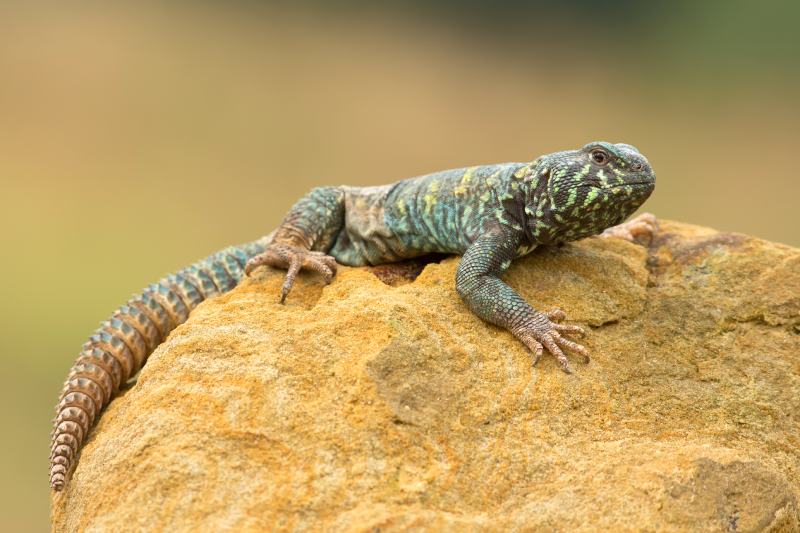 ornate mastigure (Ornate Uromastyx) lying on the rock
