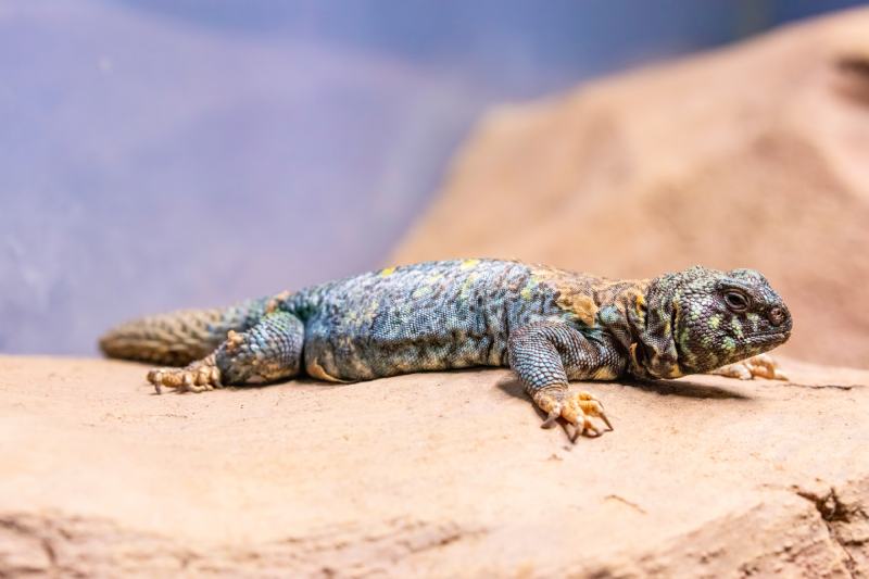 ornate mastigure (Uromastyx ornata) lizard