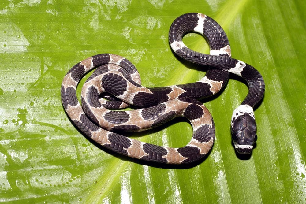 Ornate snail eating snake