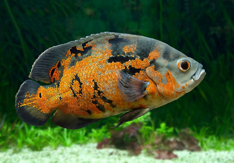 oscar cichlid
