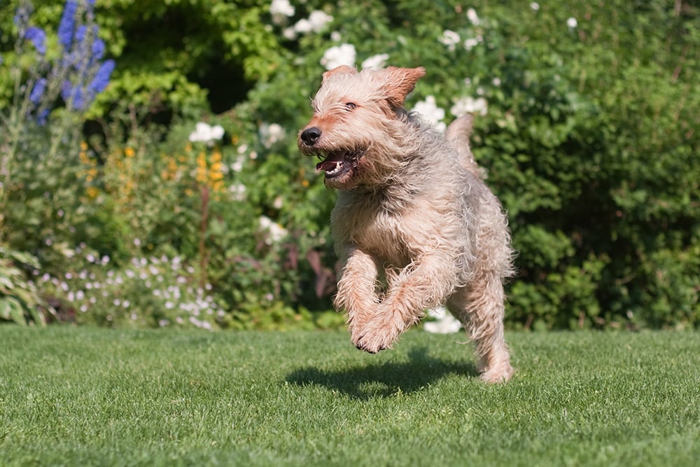 Otterhound running in the garden