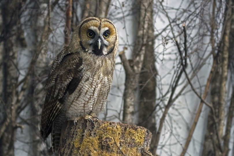 owl in wild