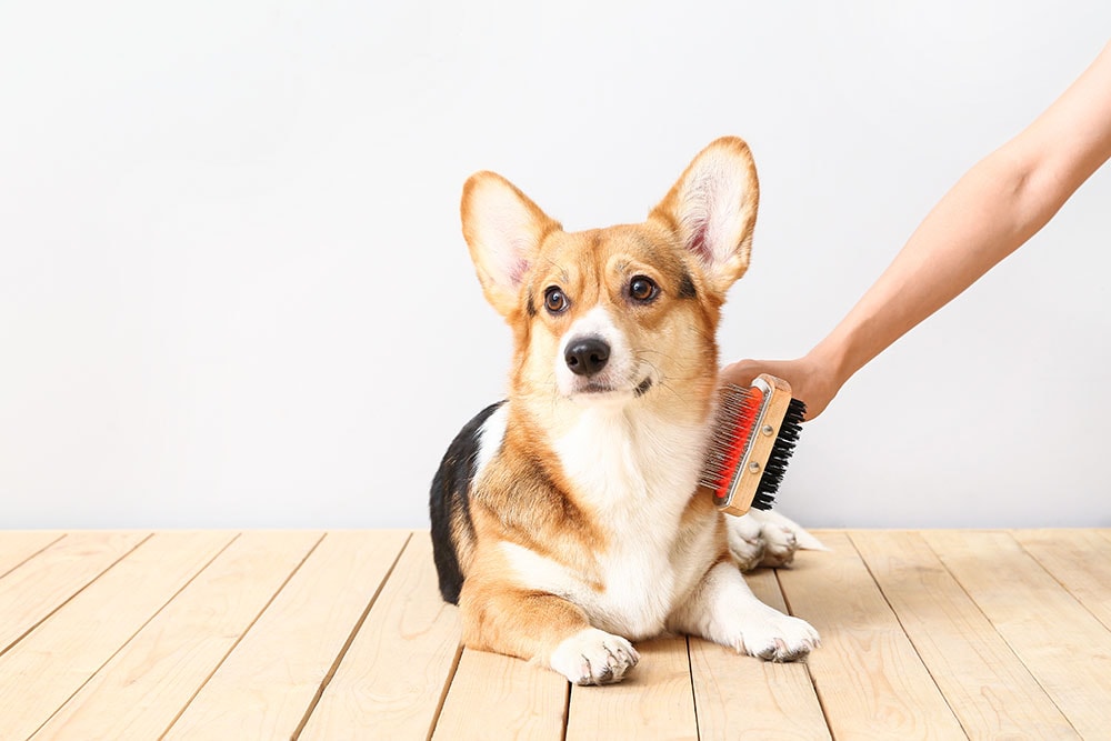 owner brushing a corgi
