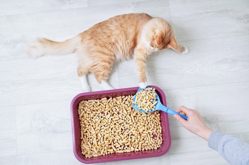 owner cleaning her cat's litter tray